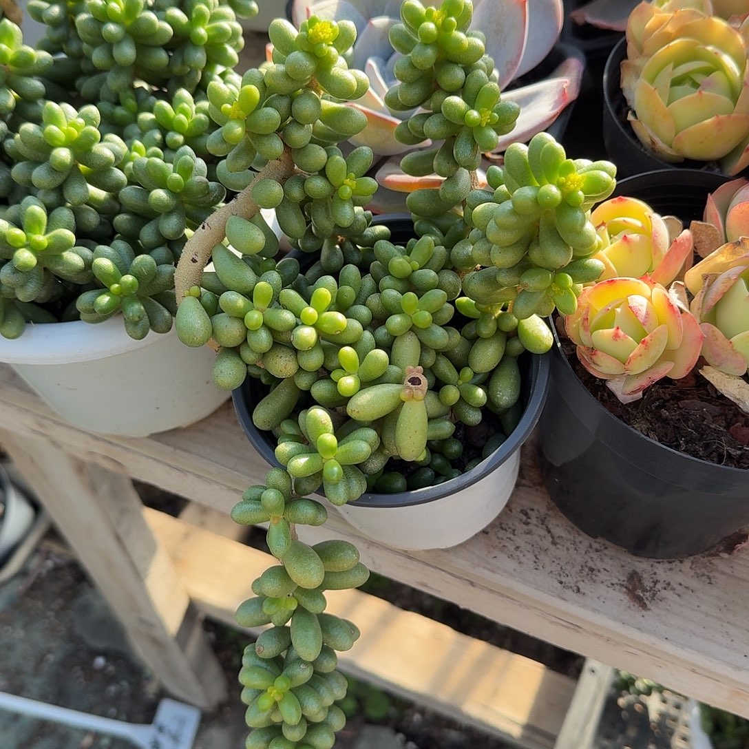 绿龟多肉植物精品