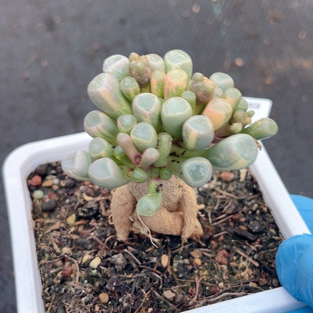 尚品园艺五十零玉锦8257嫁接