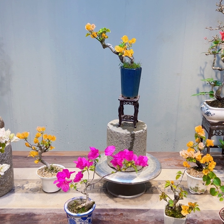 小***多完全开放加州黄金