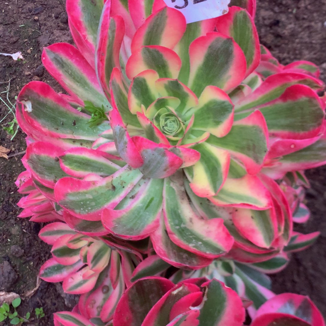 520女巫多肉植物