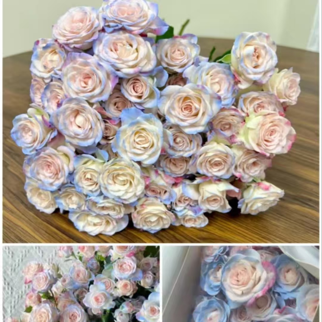 【碎冰蓝折射多头玫瑰10支】任意2单鲜花升级顺丰冷链/德邦空运包邮
