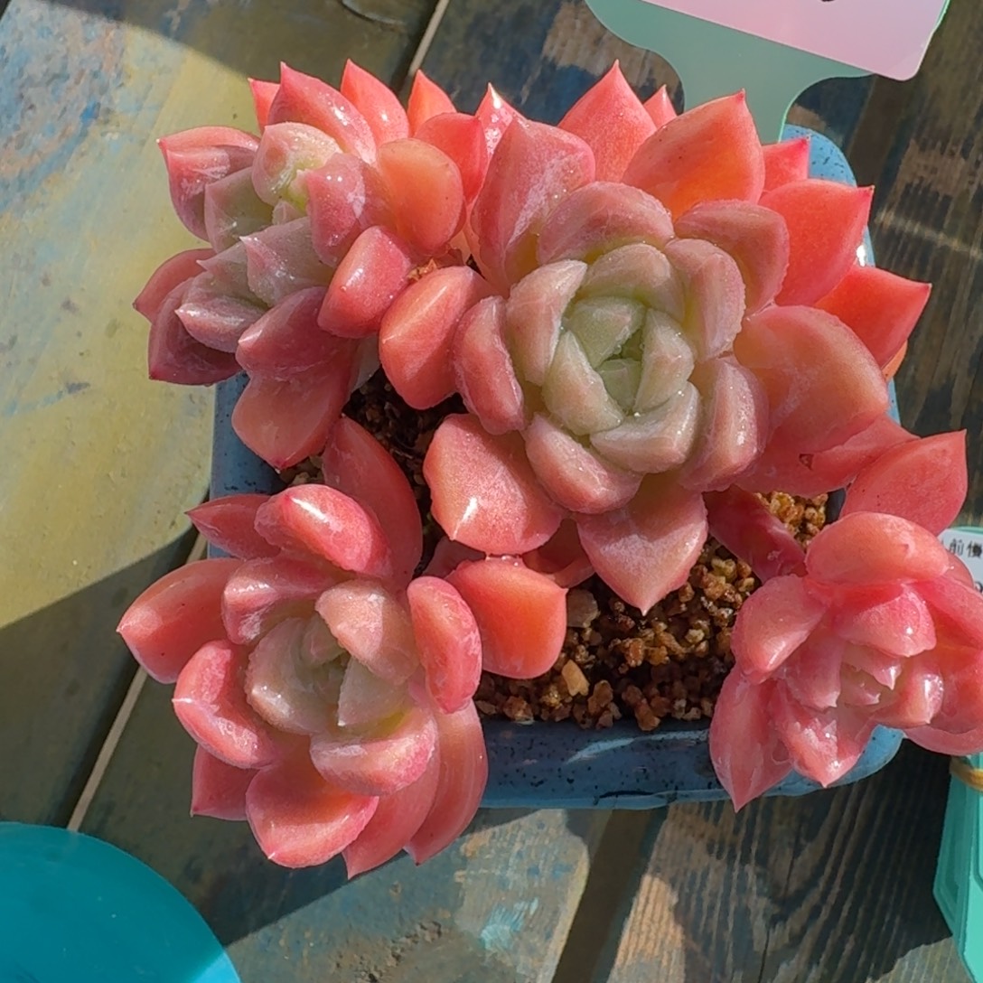 从前慢花园多肉编号1207.55