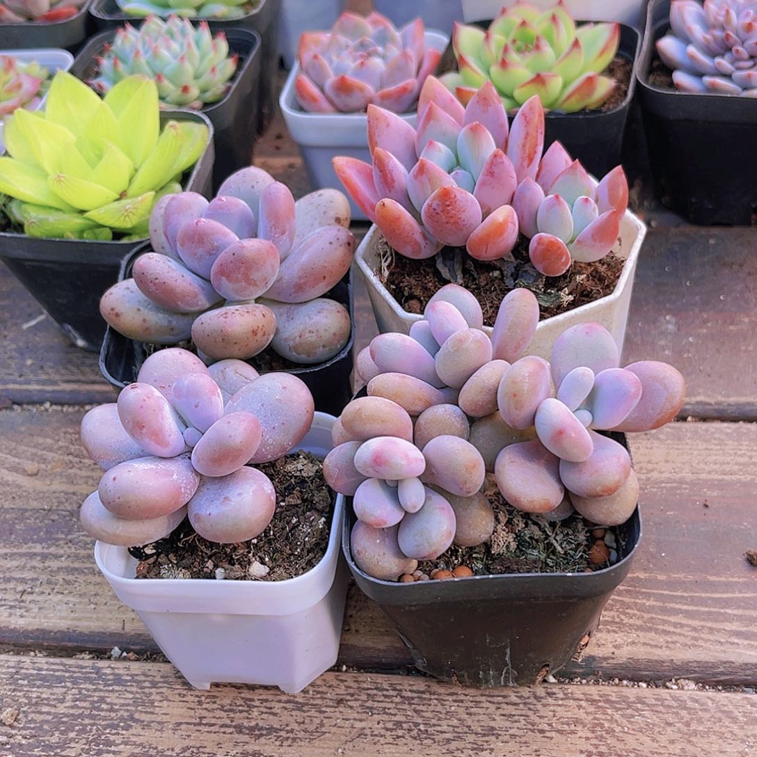 桃美人。奶酪。桃蛋。奥普