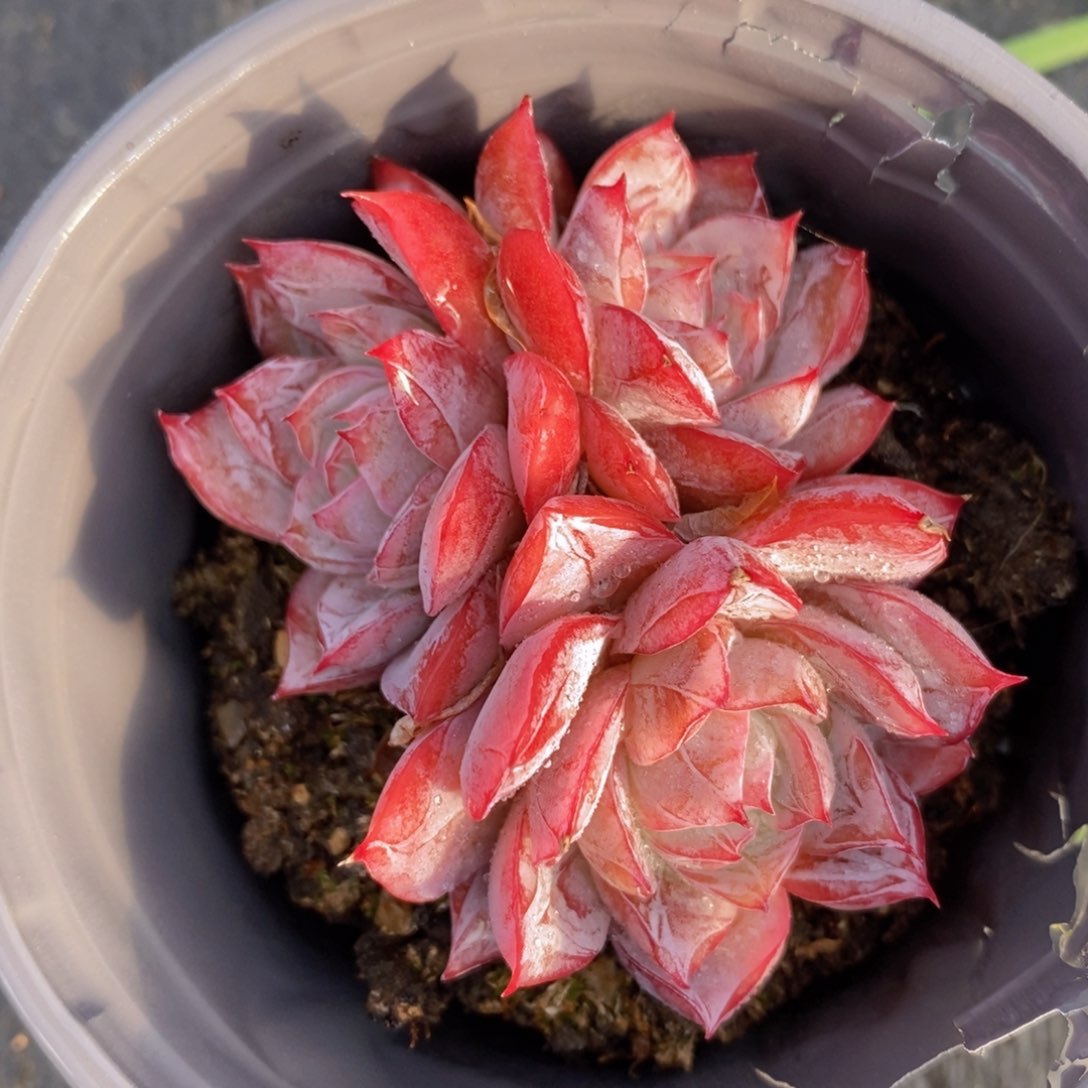 可问主播品种，下滑链接更多品种多肉选择