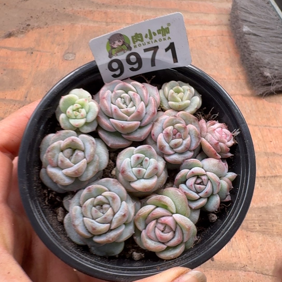 多肉植物多肉植物