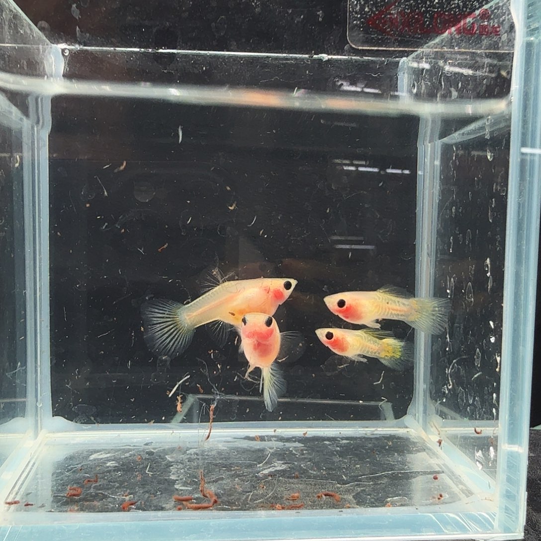 孔雀鱼黄蕾丝玻璃猫两对孕母