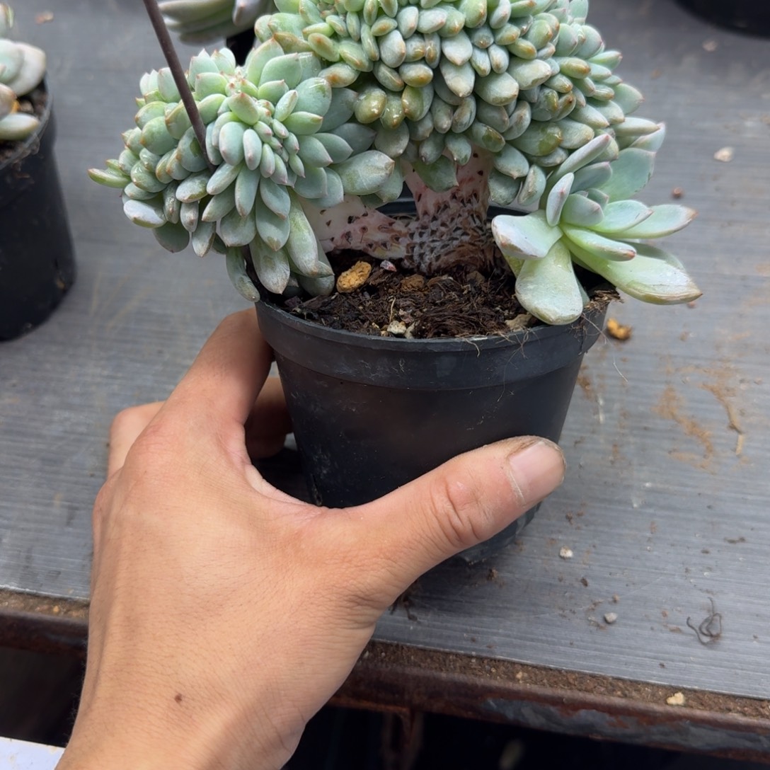 星影树缀无砍叶插