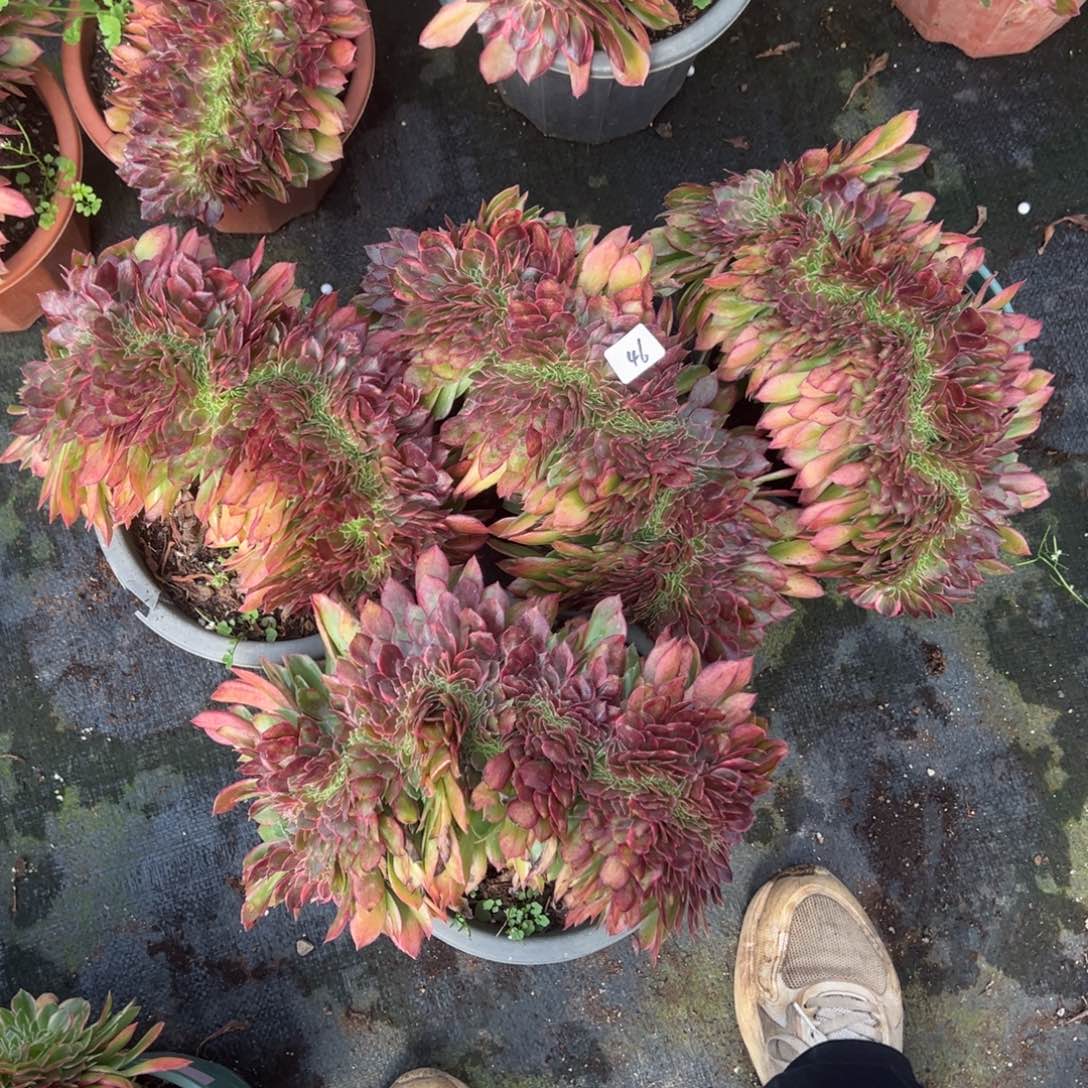 46黑魔锦缀一颗25多肉系