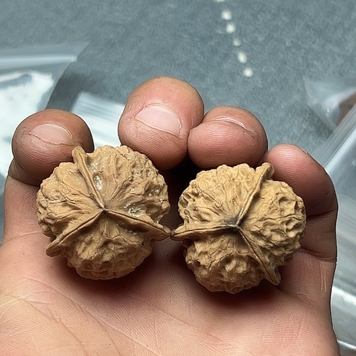 核桃66号揣兜三楞32尺