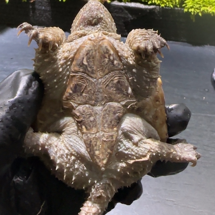 魏***꧂宠物龟母不分公母