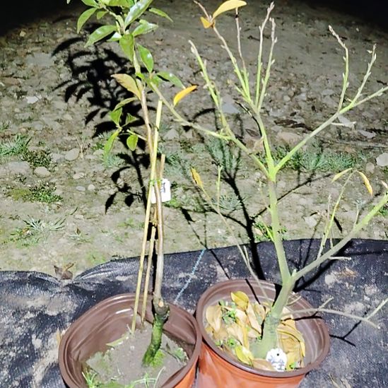 完全开放鸡蛋花生