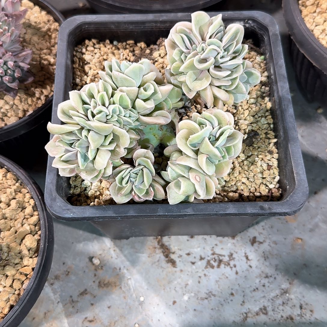 可爱玫瑰缀化多肉