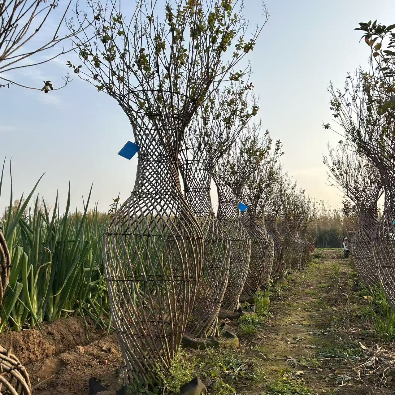 冬红海棠花瓶造型适合别墅庭院栽植花期长
