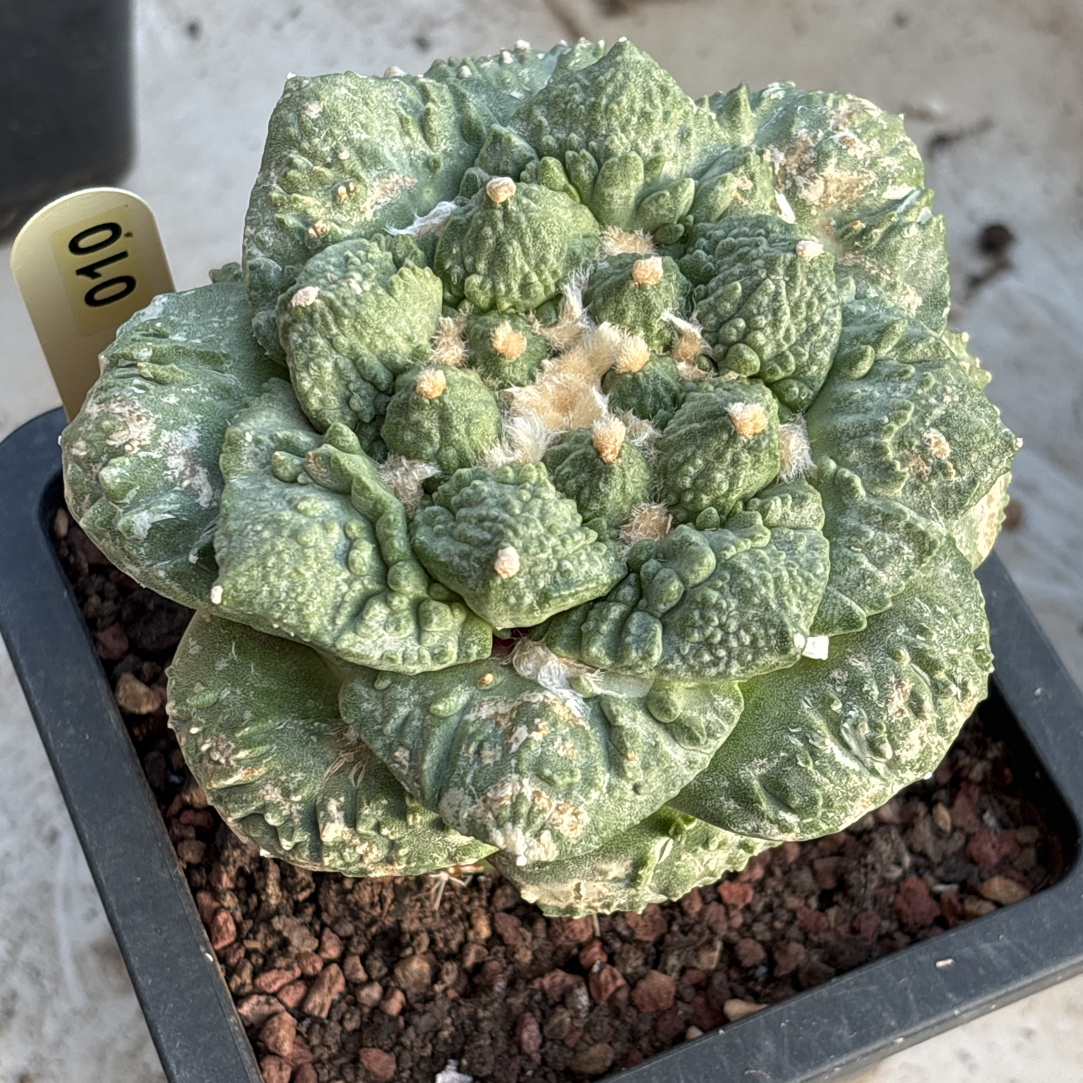 010 岩牡丹 可帮落地（咨询后下单）