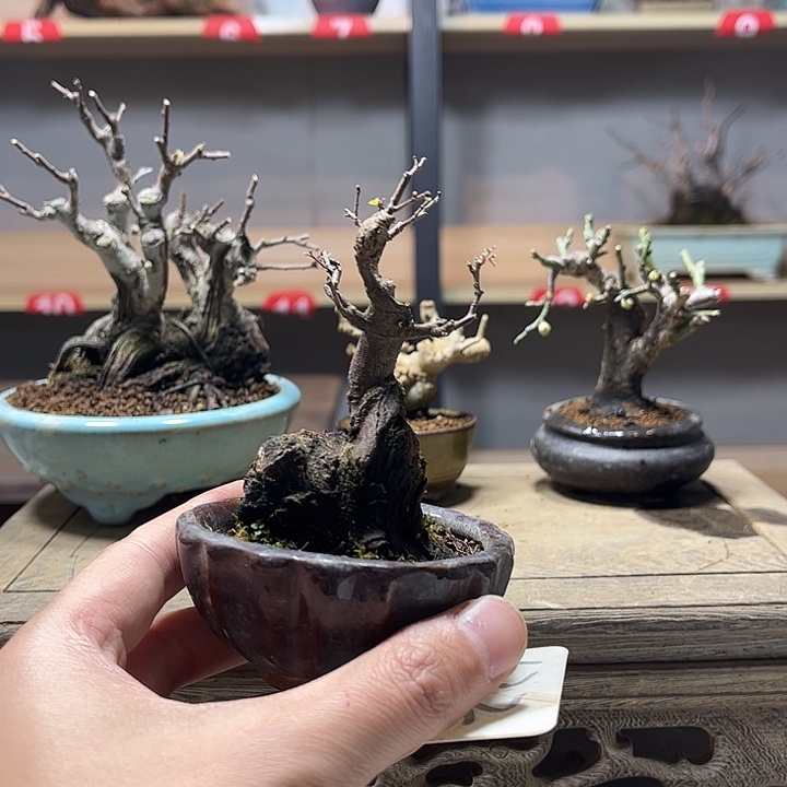 张***辰无花朵雀梅盆景老庄盆景