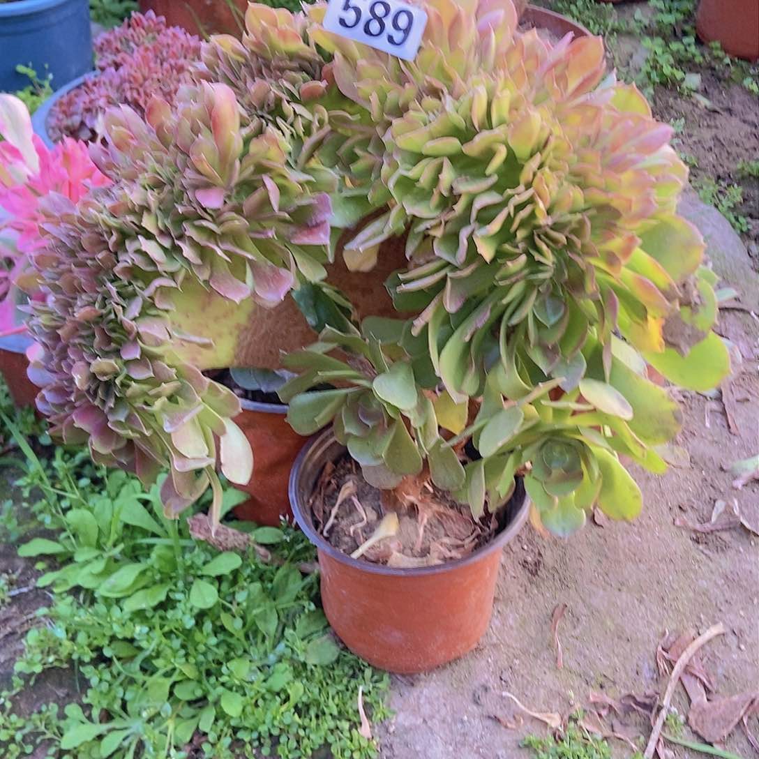 589柠檬邵修缀老板子