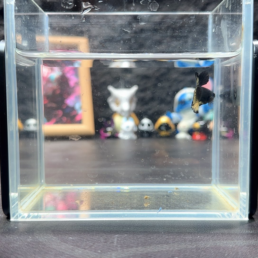 斗鱼十二月二十九号