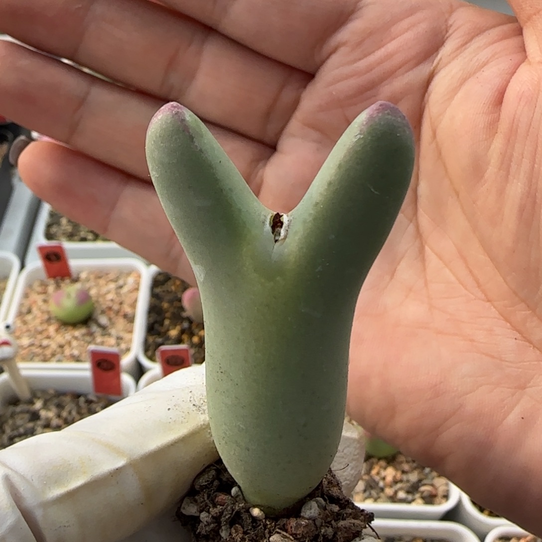 我***己1-1-当天满38包邮超毛皮卡丘脱土