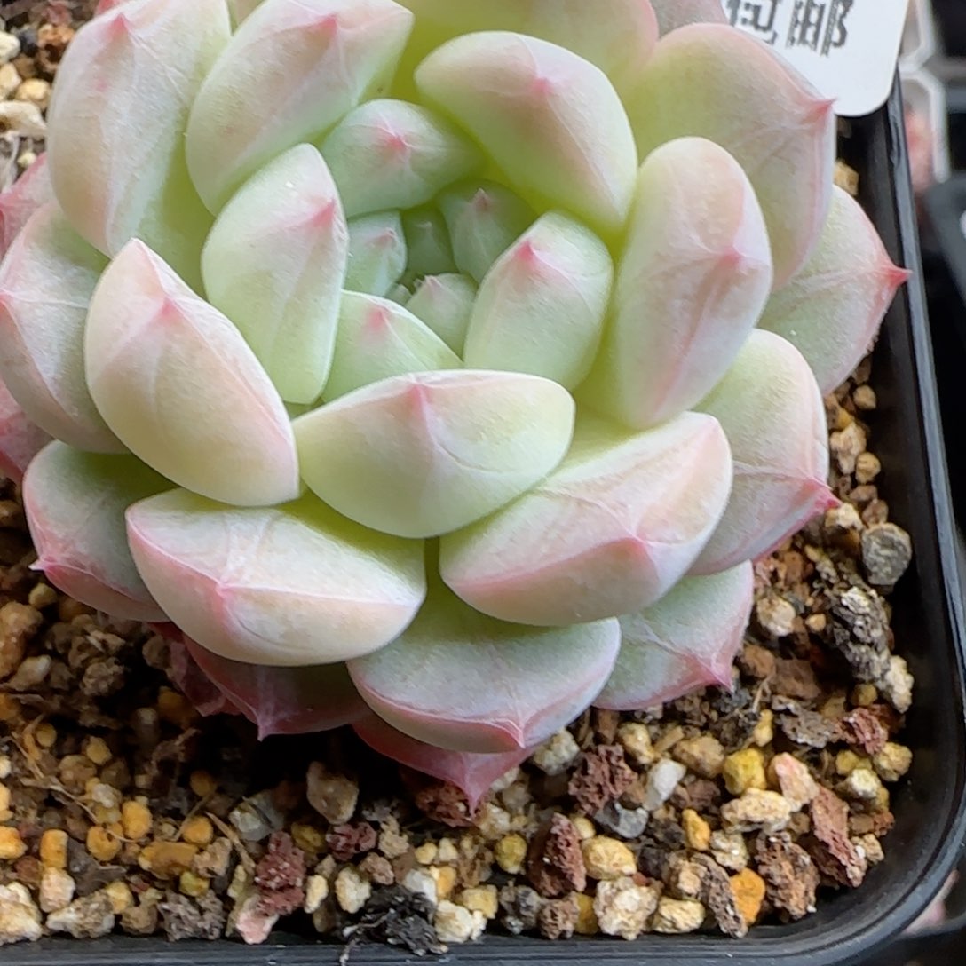 花语逸境0124-398