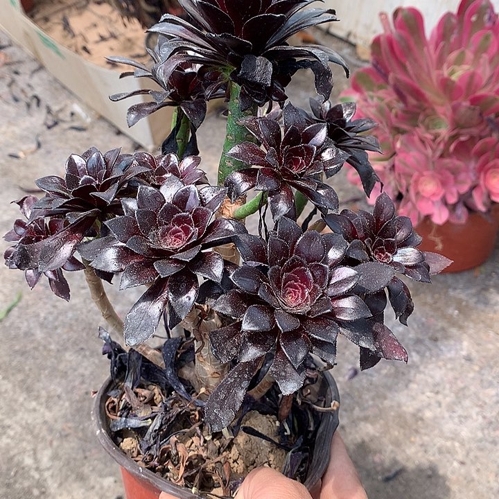 659魔法师多肉植物