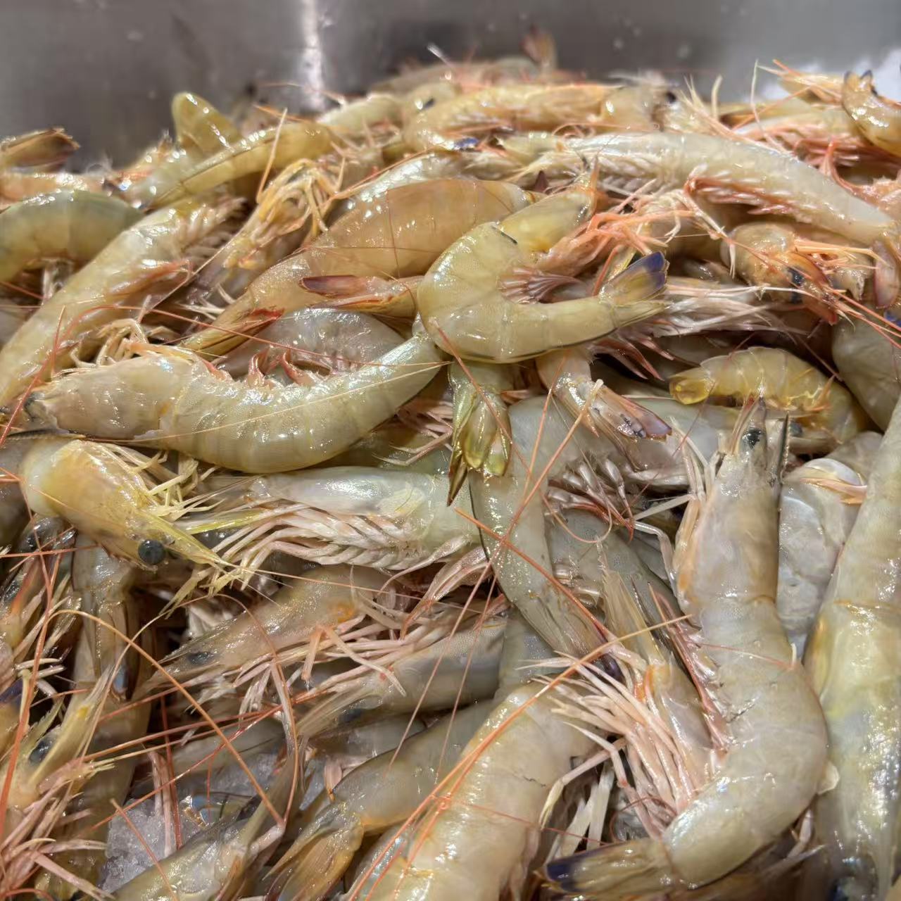 野生麻虾 （一斤40-45左右）个别掉头，介意别拍 顺丰冷链发货