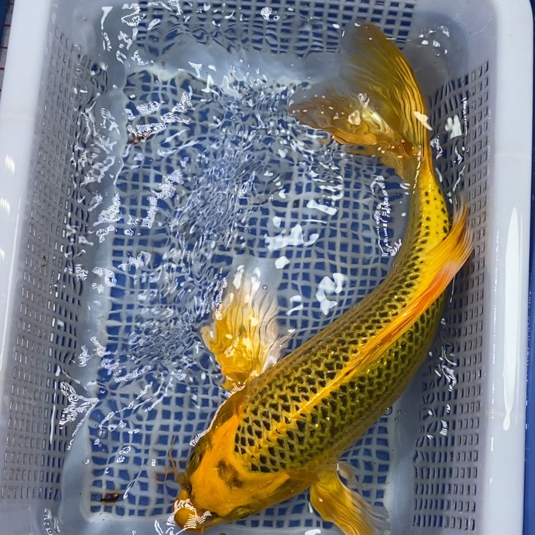 锦鲤冷水锦鲤包邮