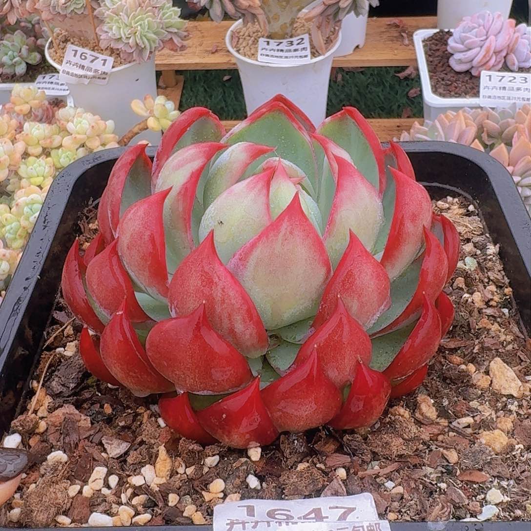 1647一物一拍（满28包邮）