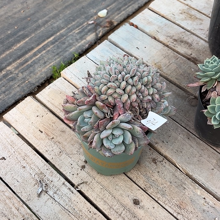 浅***末074橙缀血凤脱土发货不退不换