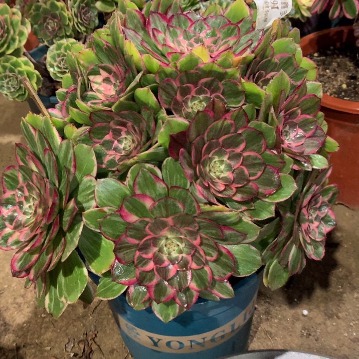 091莲花座多肉植物特价