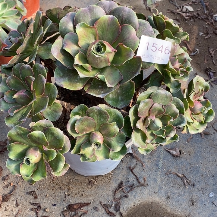 魅金多肉断头不包1546