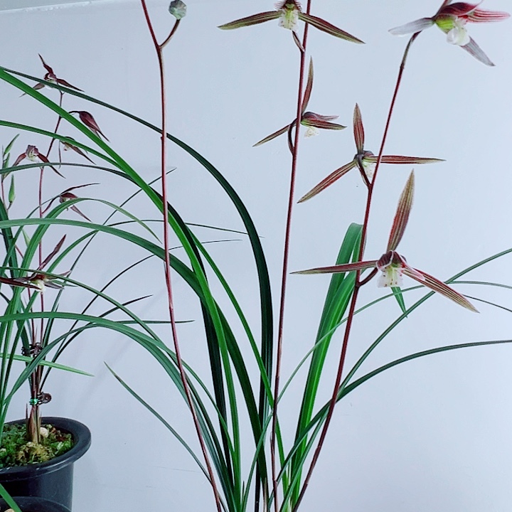 阿***媛完全开放一物一拍