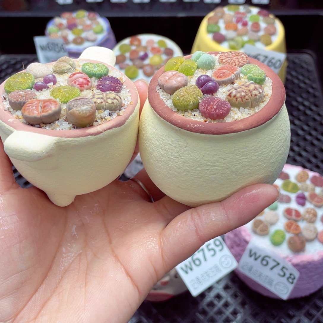 w6761 带盆土发货-零下地区拍保温箱