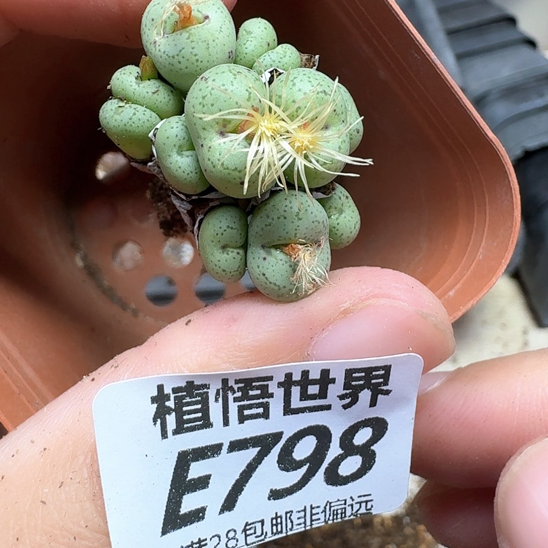 多肉植物的人生的人啊fh