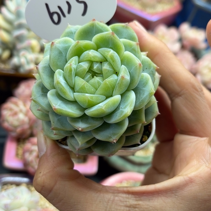 泼天富贵单头6113