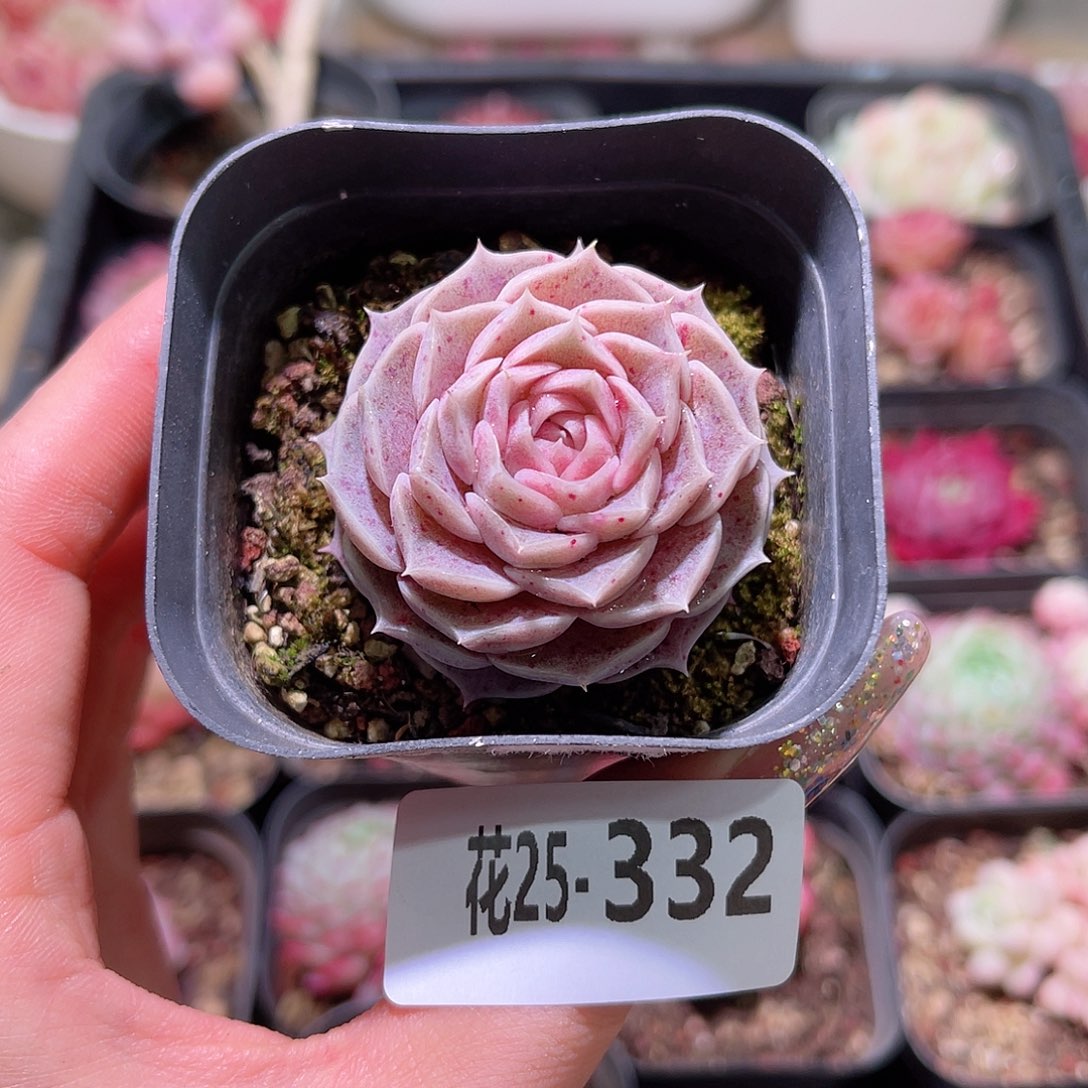 花利美25-332海玲娜