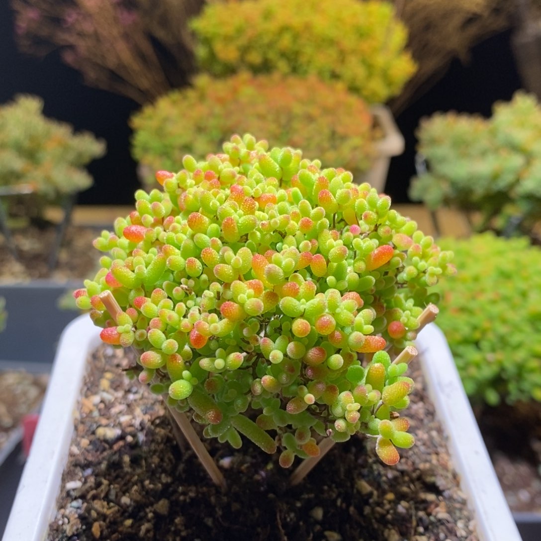 蜜桔枝干番杏381