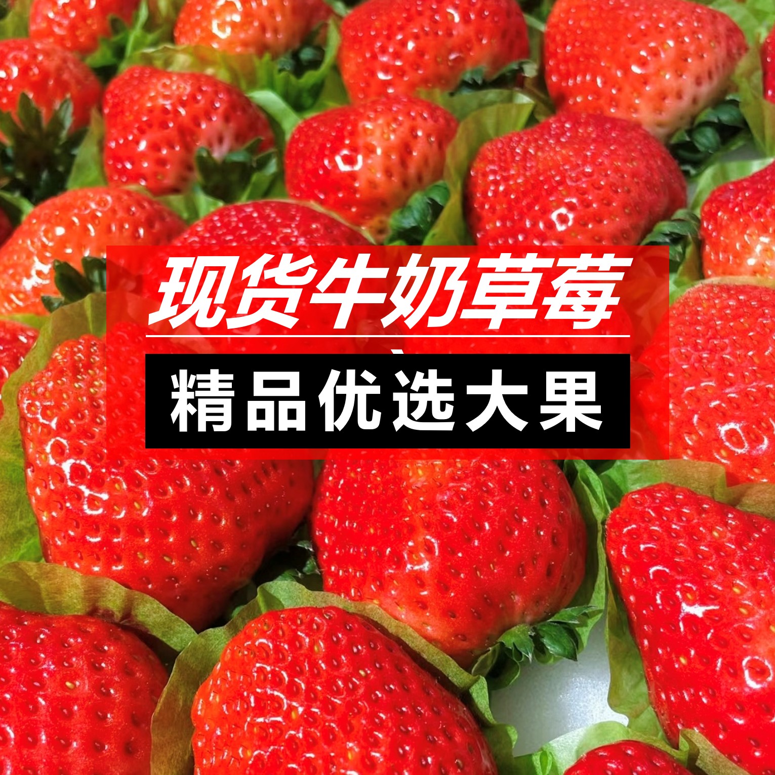 【顺丰包邮】蜀D5露天牛奶草莓大凉山现摘现发香甜美味8甜2酸1奶香