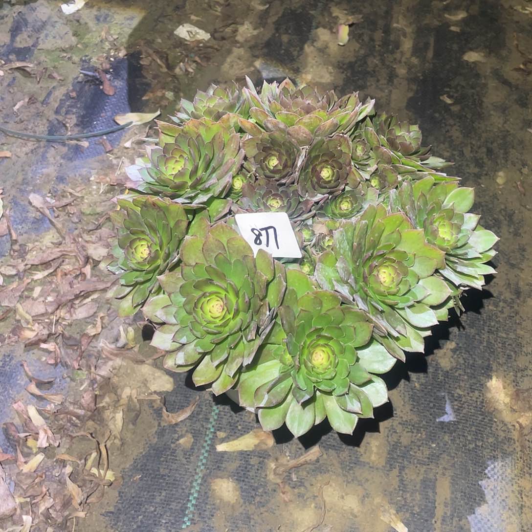 877法师植物红魔
