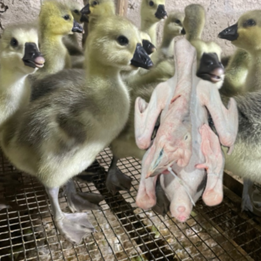 狮头鹅嫩鹅肉鲜美