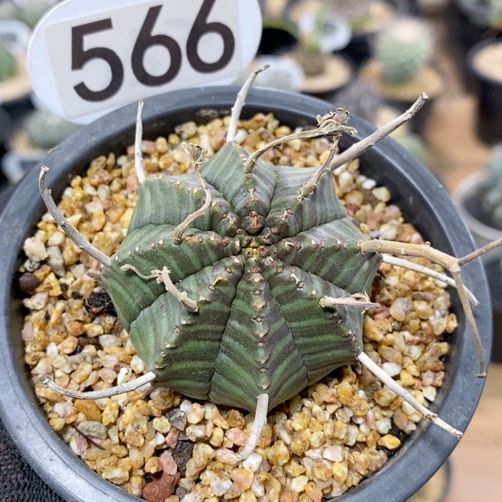 566号实生法丽达大戟5cm