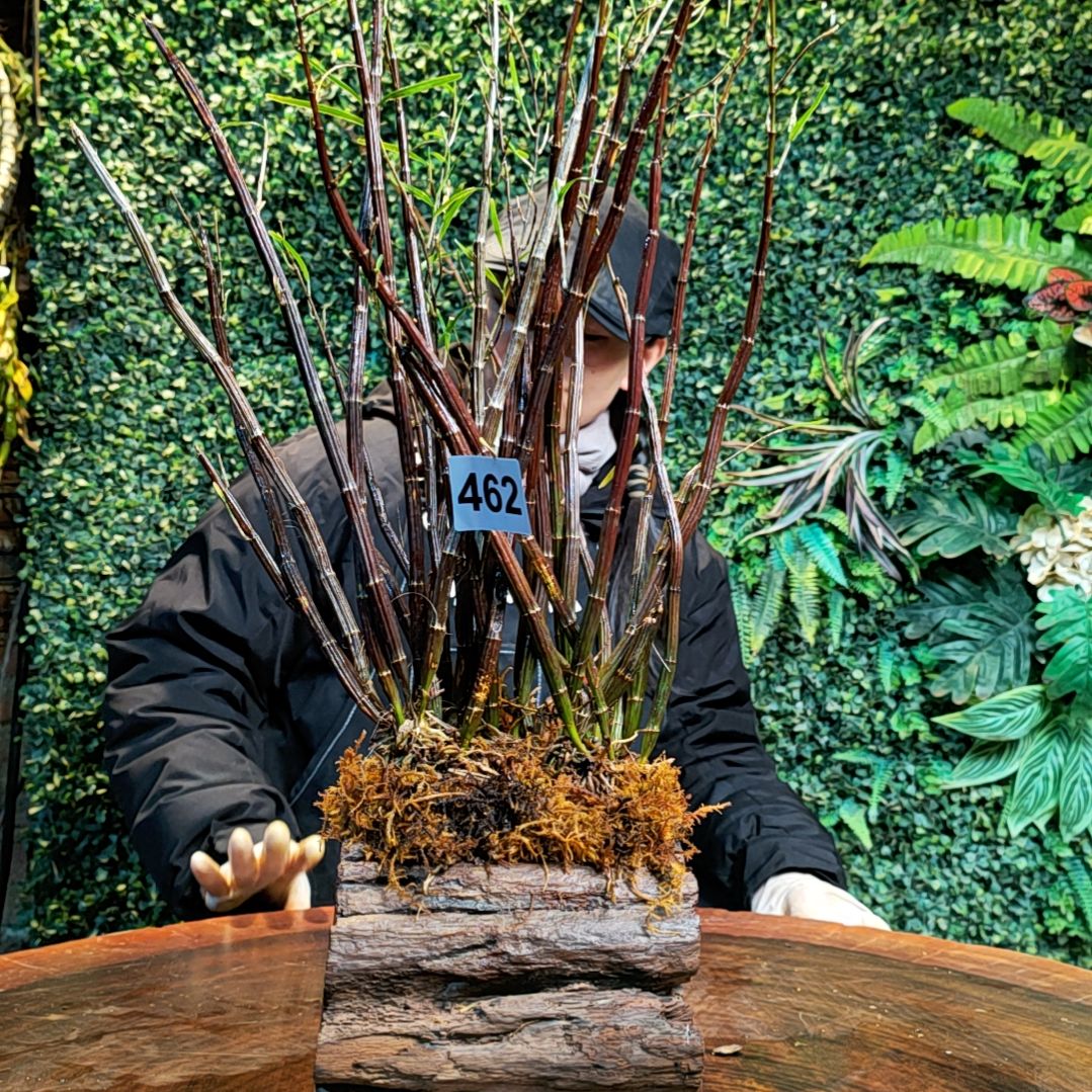 【闪购商品】462姬竹叶花