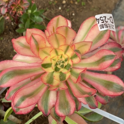 254嫁接爱丽丝满25包邮多肉