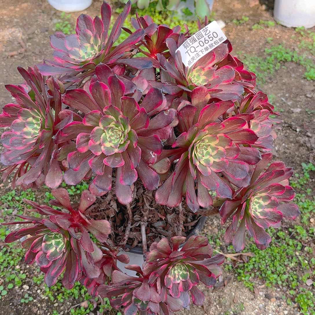 红金刚多肉植物650