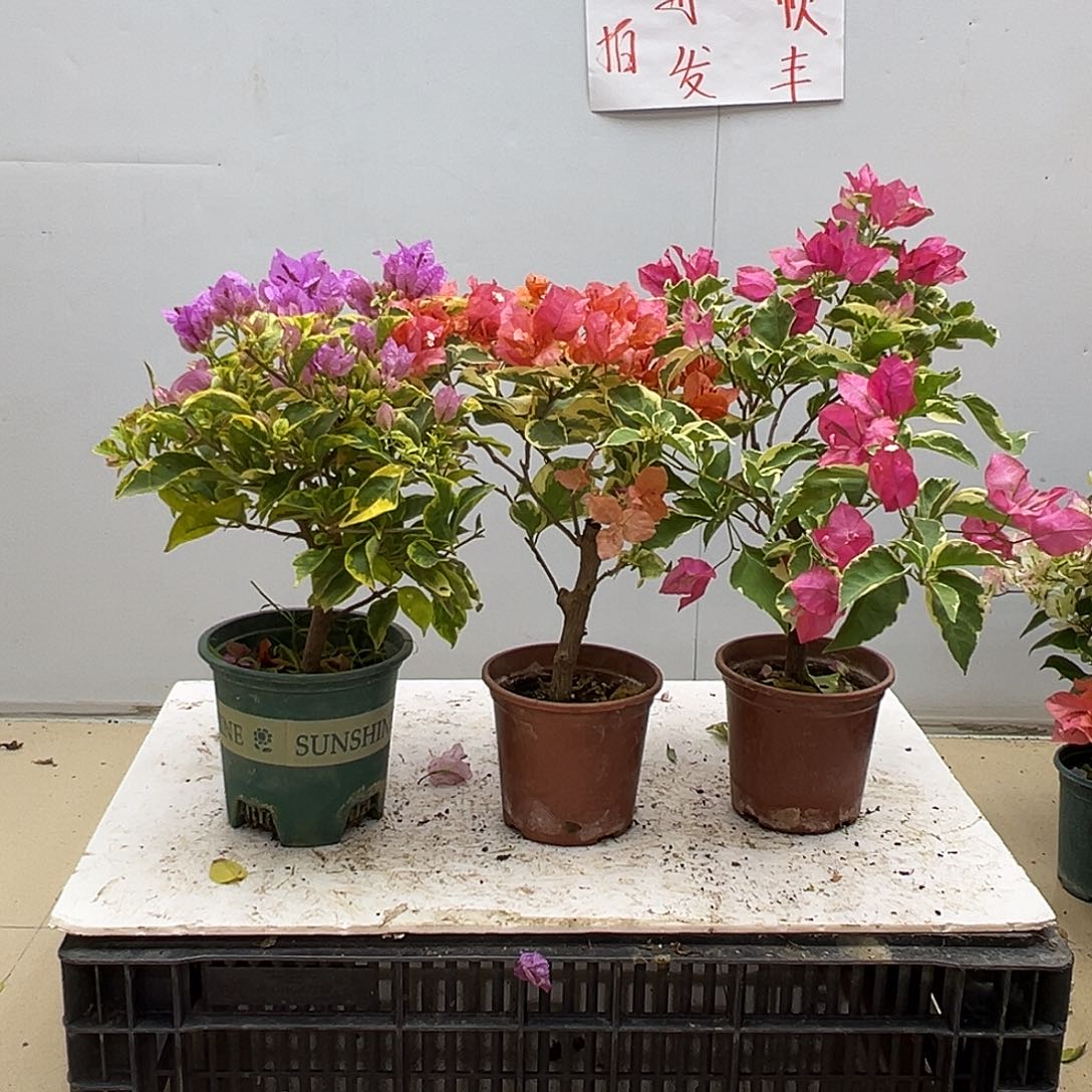 大部分花苞少量开放金边粉可爱，橙冰、蜡染粉组合