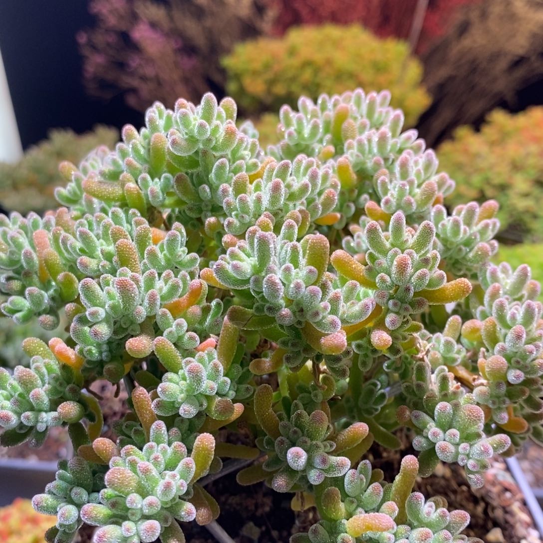 冰晶枝干番杏927