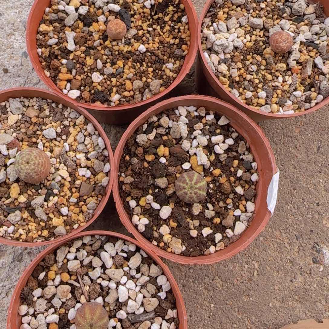 大*块根植物块根植物