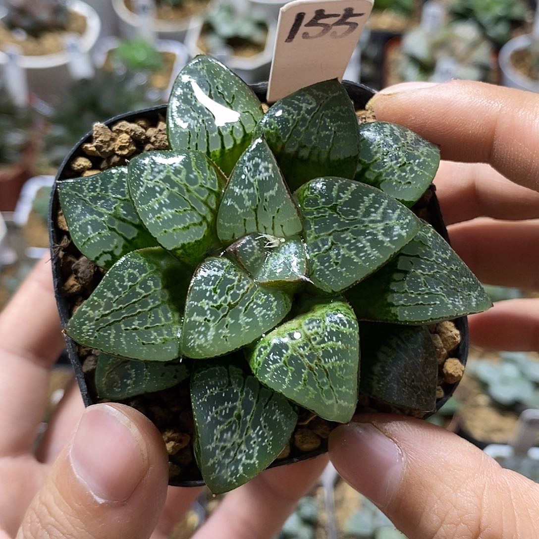 155瞳克多肉植物十二