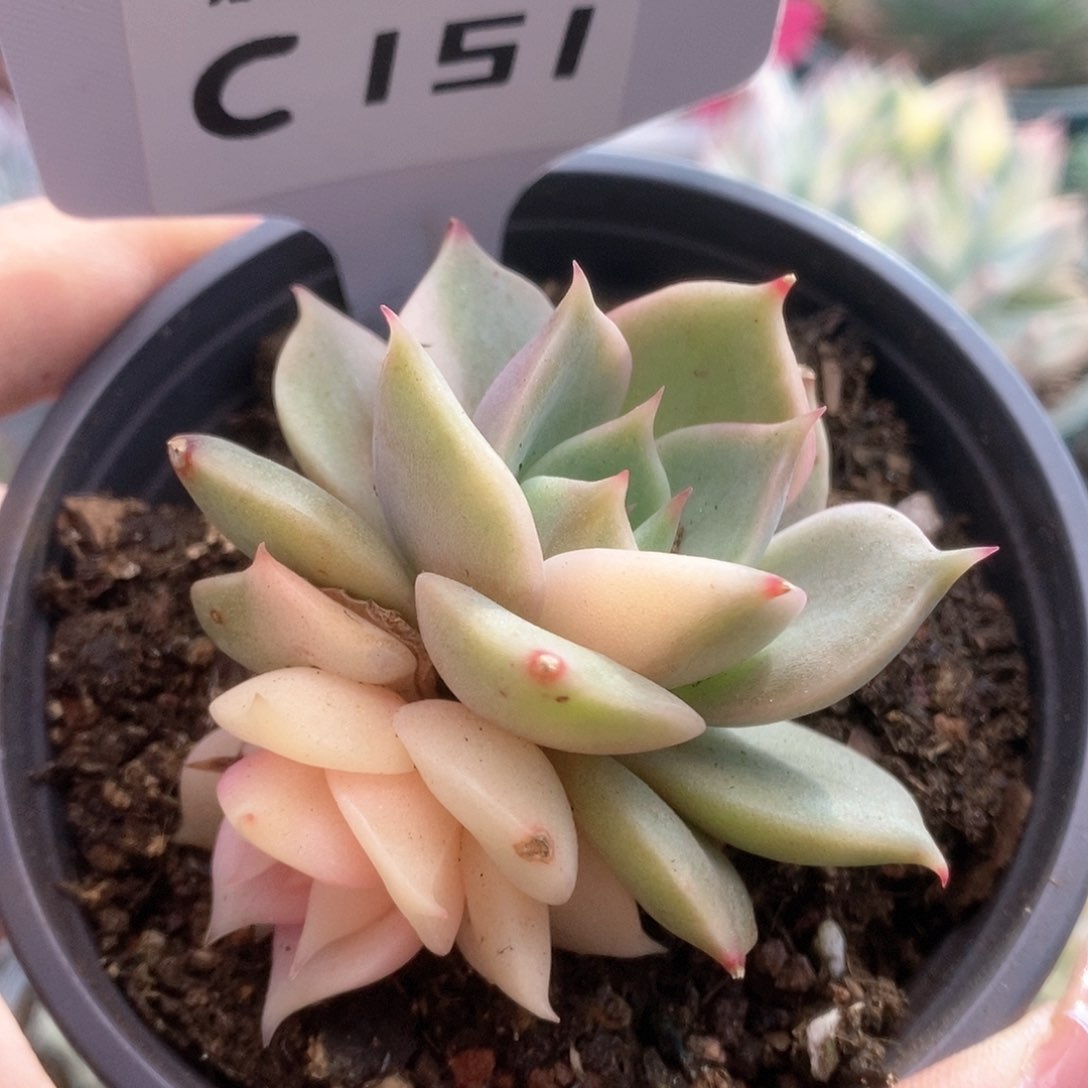 151贝加尔湖锦锦锦锦锦锦