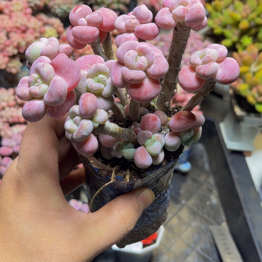 151腰子洛神11厘米多肉