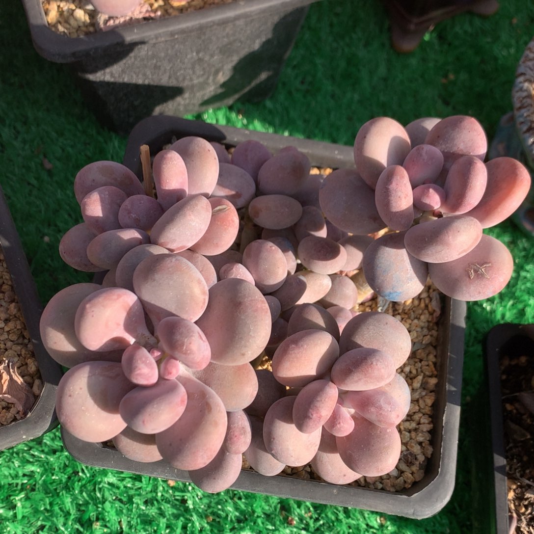 彩虹奶老桩无砍一物一拍